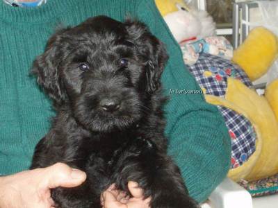 briard Emily